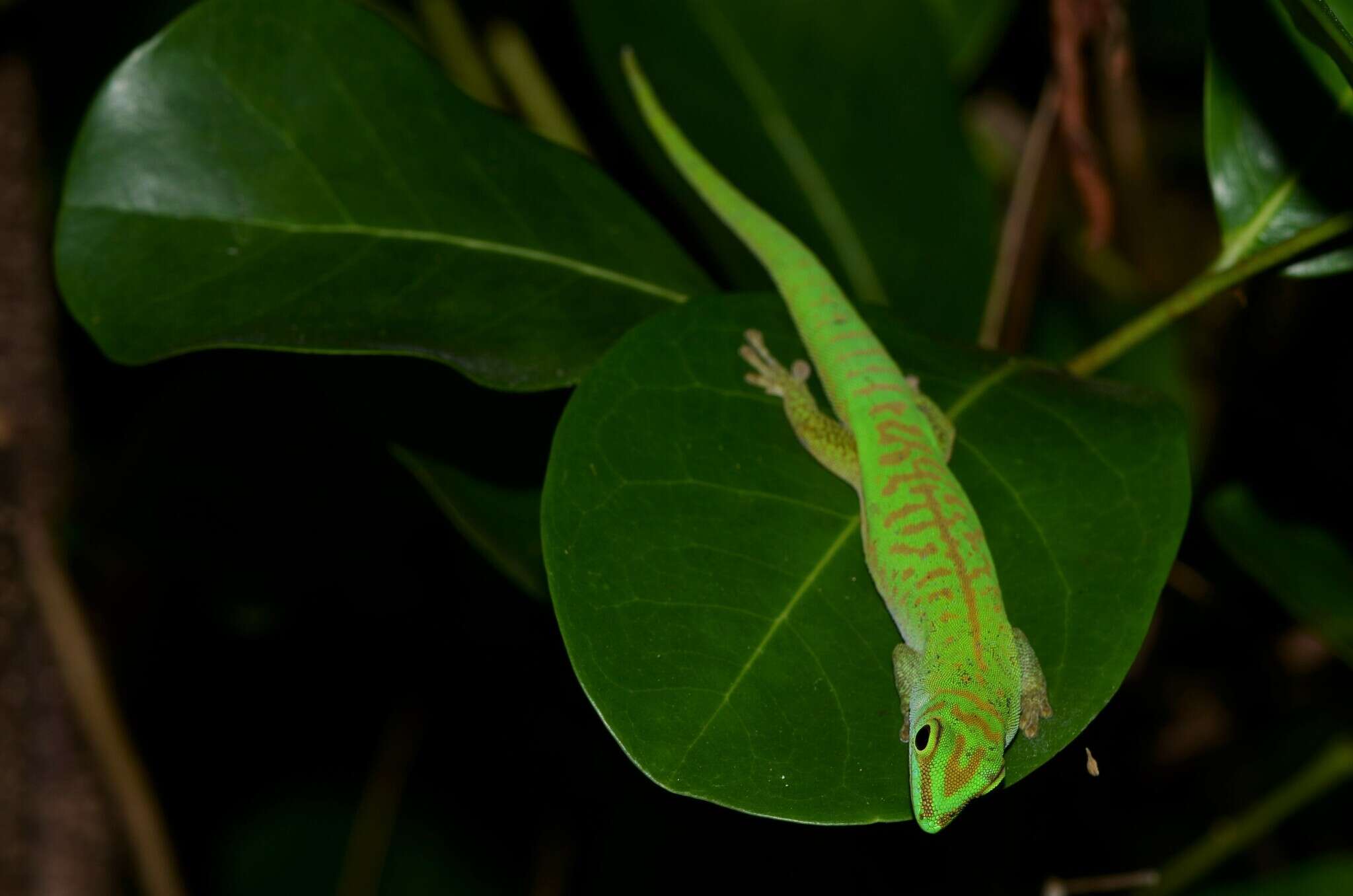 Imagem de Phelsuma astriata semicarinata Cheke 1982