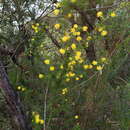 Image of Acacia echinula DC.