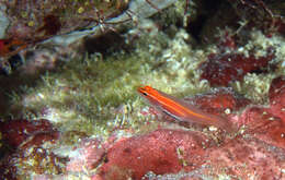 Image of Neon dwarfgoby