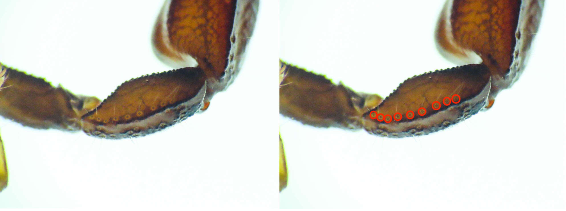 Image of Euscorpius celanus Tropea 2012