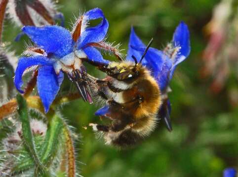 Image of Anthophora plumipes (Pallas 1772)