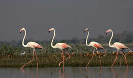 Imagem de Phoenicopterus roseus Pallas 1811