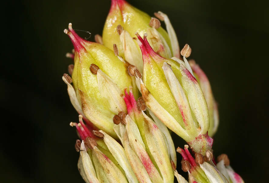 Sivun Triantha occidentalis subsp. occidentalis kuva