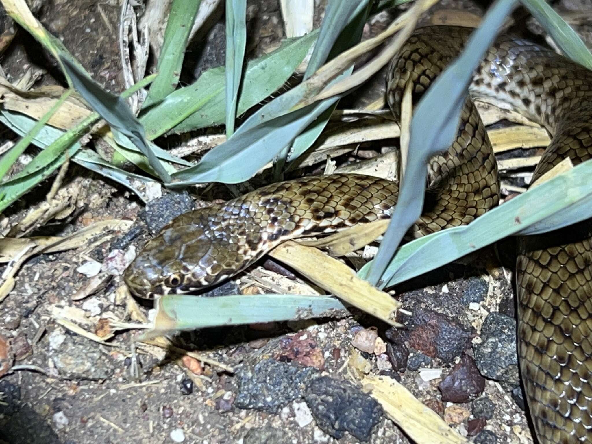 Image of De Vis Banded Snake