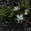 Image of Myrcianthes leucoxyla (Ortega) Mc Vaugh