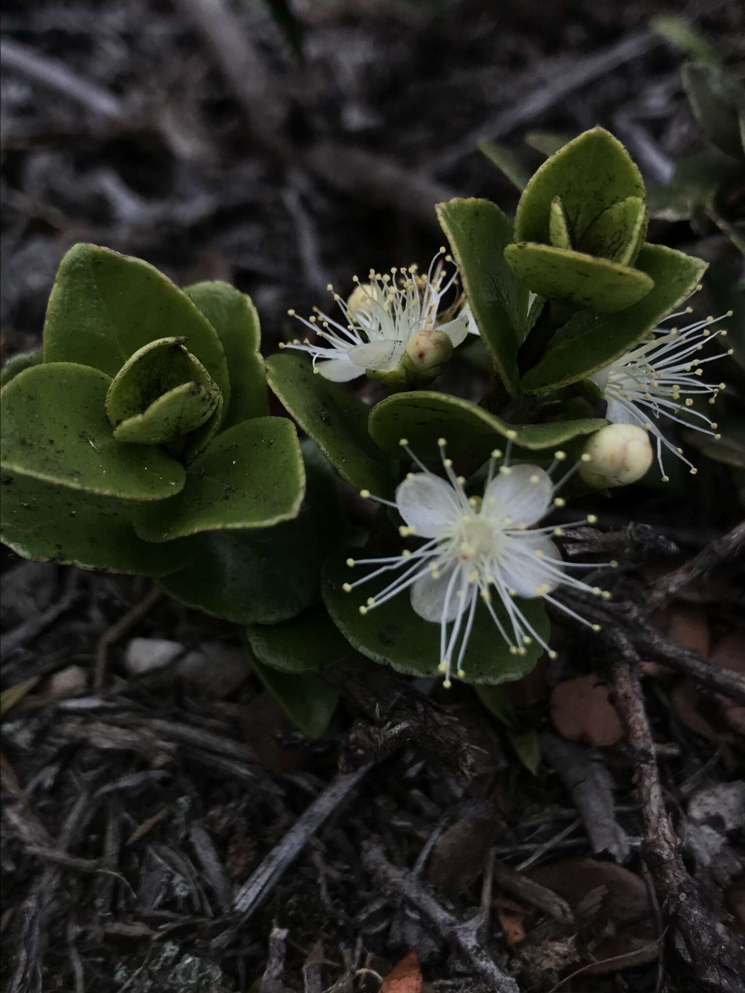 Image of Myrcianthes leucoxyla (Ortega) Mc Vaugh