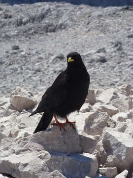 Image of Alpine Chough