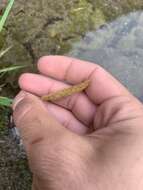 Image of California bentgrass