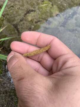 Sivun Agrostis densiflora Vasey kuva