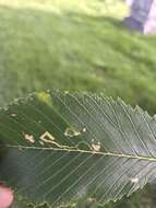 Stigmella multispicata Rociene & Stonis ex Stonis & Rociene 2014的圖片