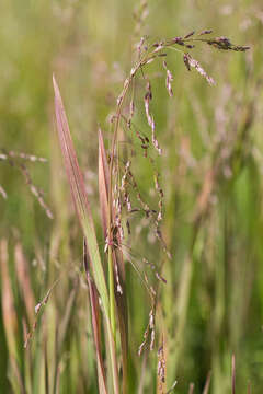 Image of pendantgrass