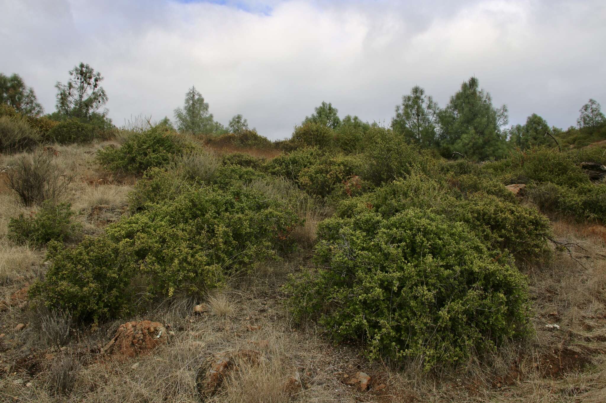 Plancia ëd Ceanothus ferrisiae Mc Minn