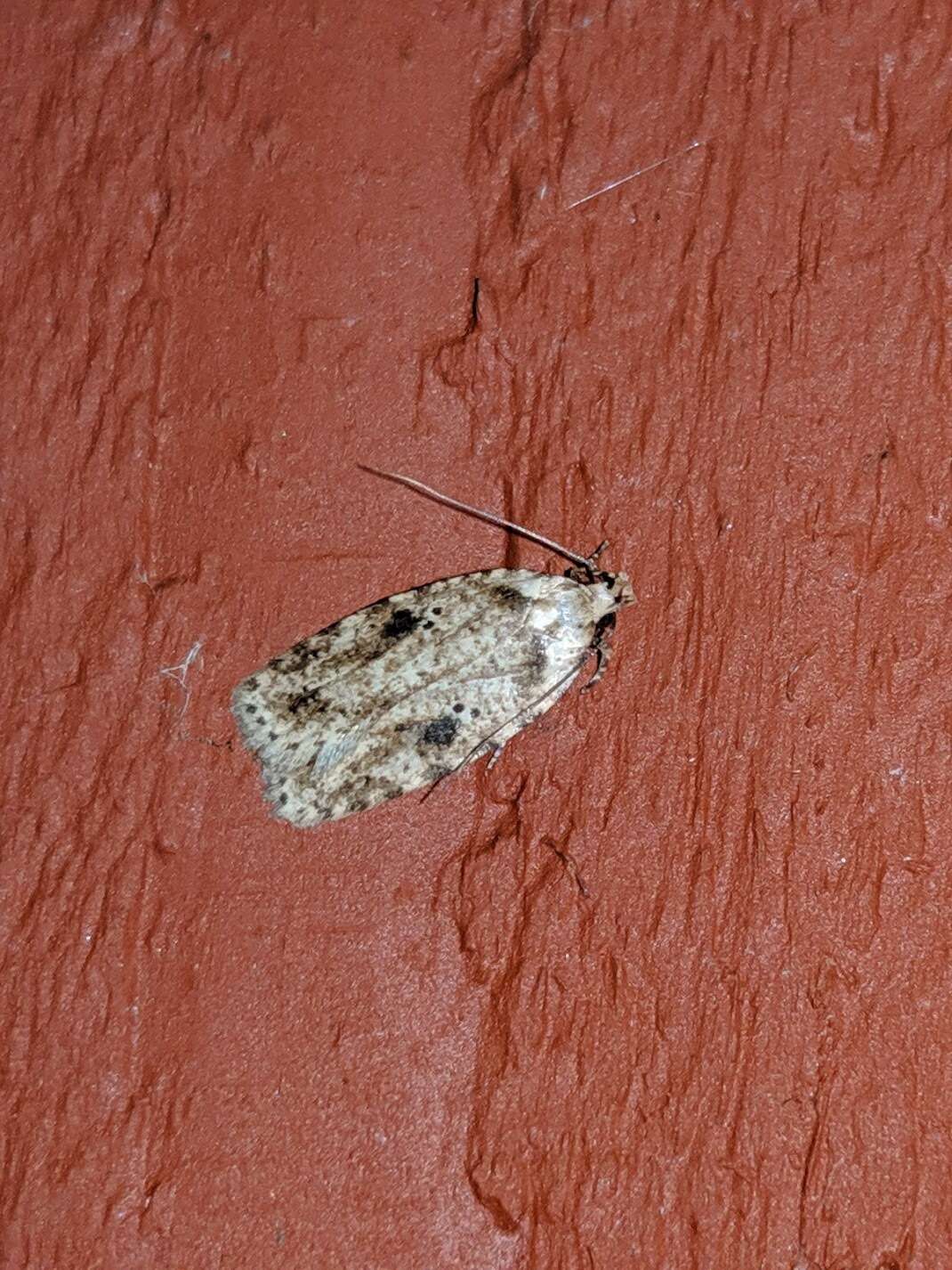 Image of Agonopterix canadensis Busck 1902