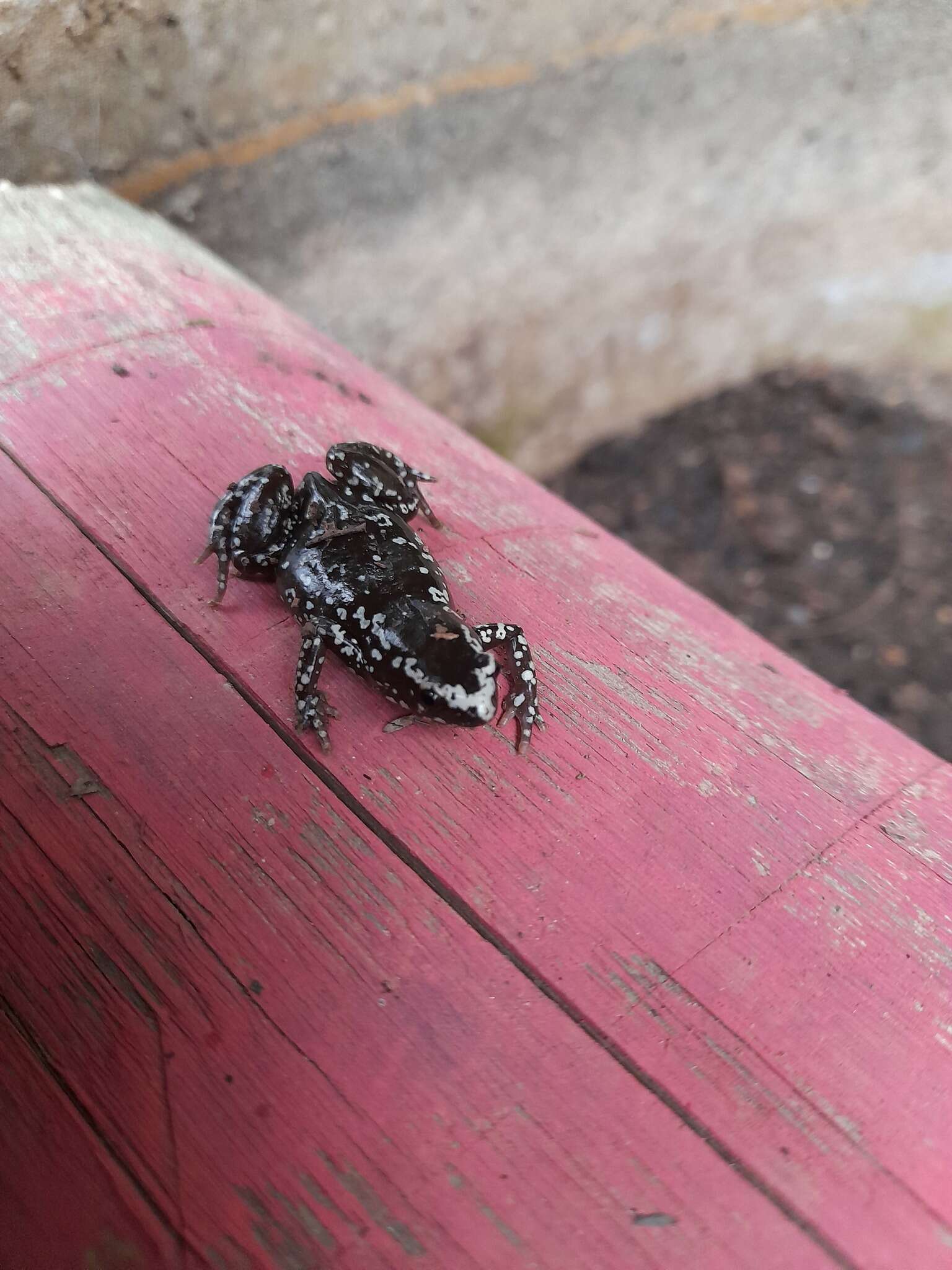 Image of white-spotted humming frog