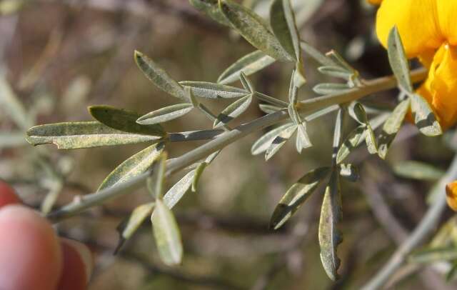 Image of <i>Calobota cytisoides</i>