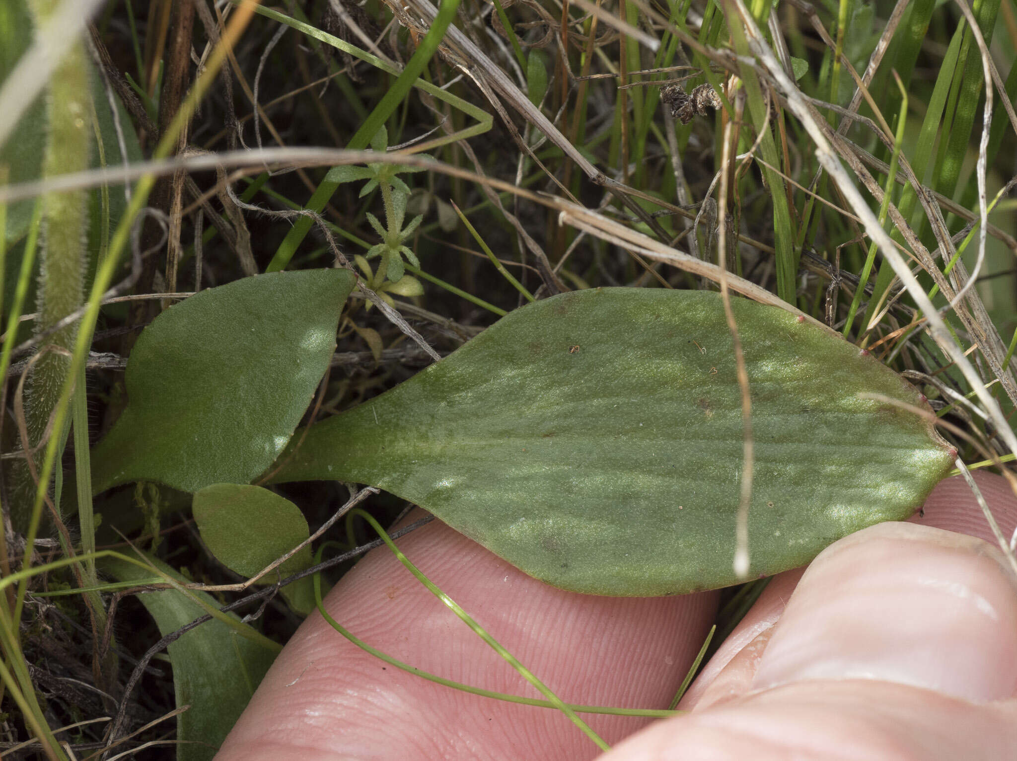 Imagem de Micranthes integrifolia (Hook.) Small