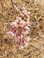 Image of Asclepias fournieri R. E. Woodson