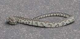 Image de Python natalensis A. Smith 1840