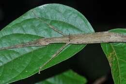 Image of Asceles margaritatus Redtenbacher 1908