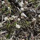 Imagem de Antennaria neglecta Greene