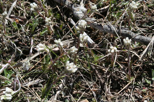 Image de Antennaria neglecta Greene