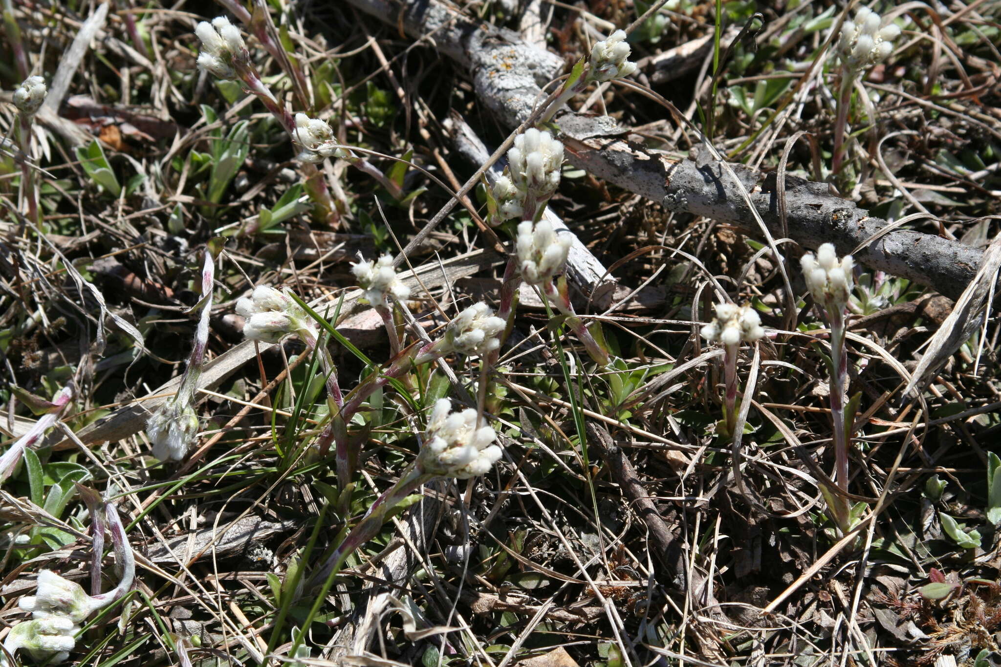 Imagem de Antennaria neglecta Greene