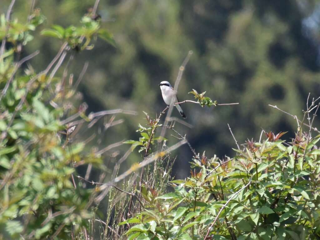 Image of Red-backed Shrike