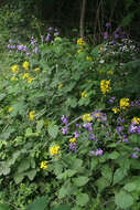 Image of Erysimum aureum M. Bieb.