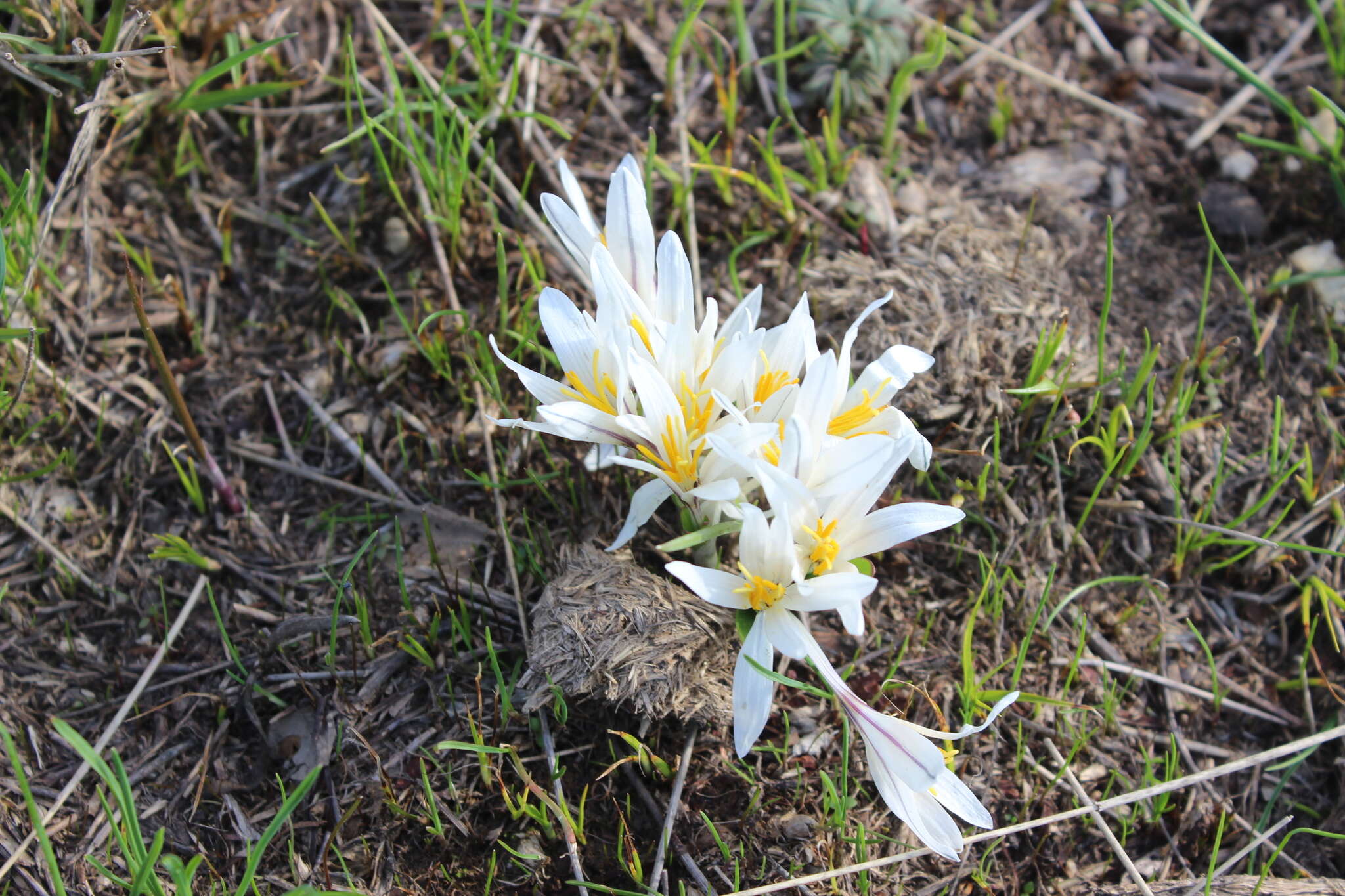 Image of Colchicum kesselringii Regel