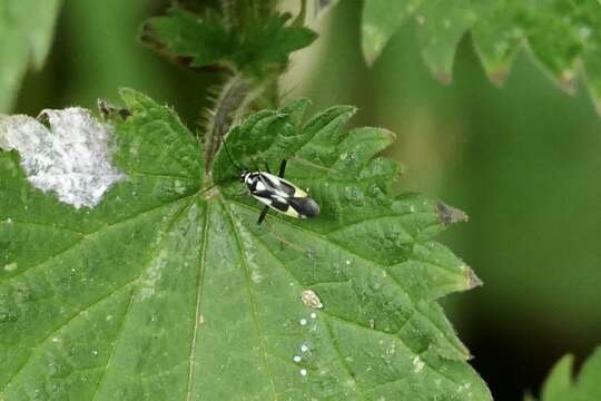 Image of Grypocoris stysi (Wagner 1968)