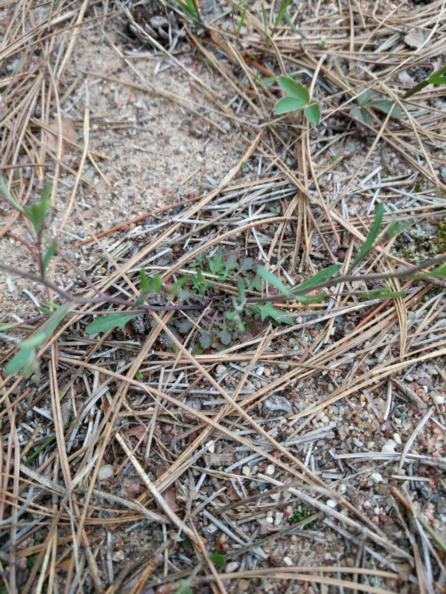 Plancia ëd Arabidopsis lyrata (L.) O'Kane & Al-Shehbaz