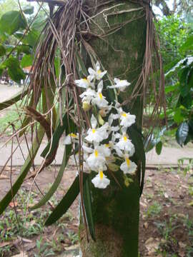 Image of Rodriguezia bracteata (Vell.) Hoehne