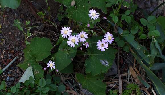 Plancia ëd Pericallis tussilaginis (L'Hér.) Webb & Berth.