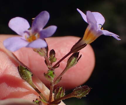 Image of Sutera polyantha (Benth.) Kuntze