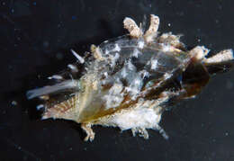 Image of scaly wing oyster