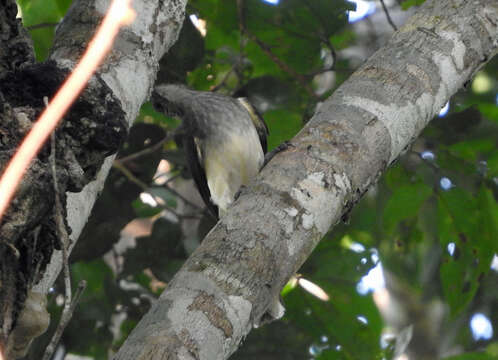 Image of Thescelocichla Oberholser 1905