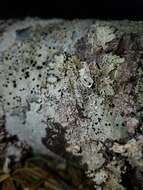 Image of ragged lichen