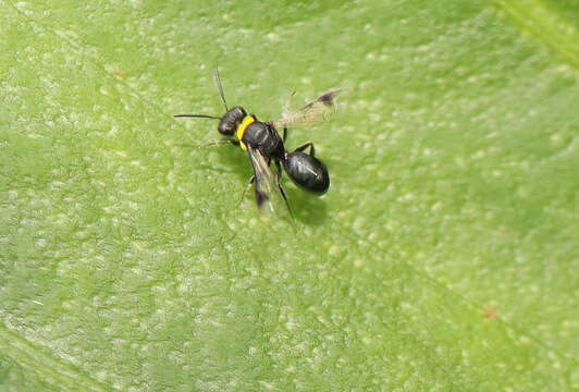 Imagem de Hylaeus primulipictus (Cockerell 1905)