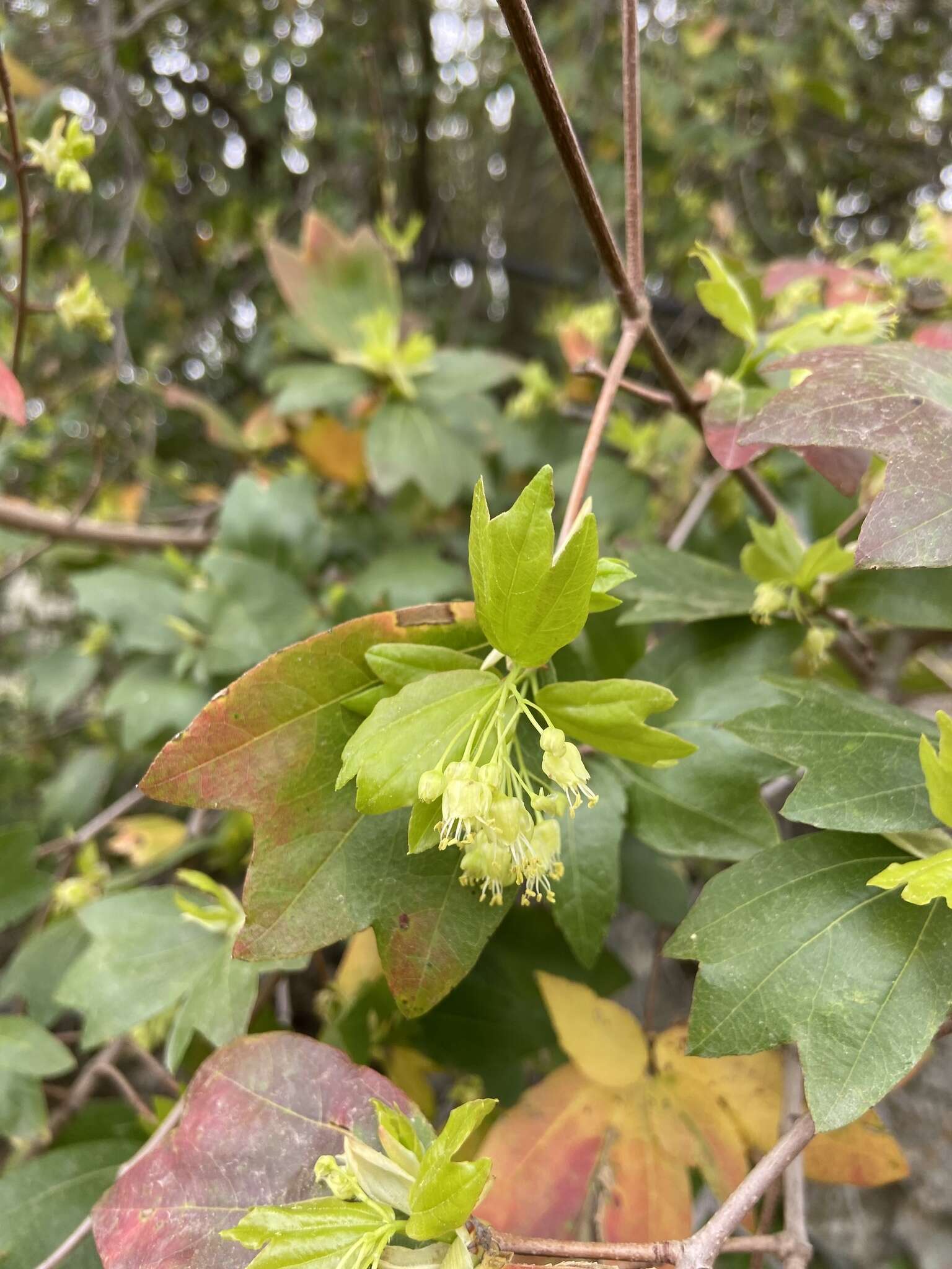 Imagem de Acer sempervirens L.