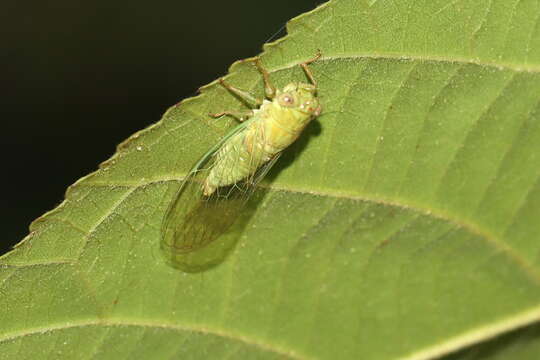 Sivun Taurella viridis (Ashton 1912) kuva