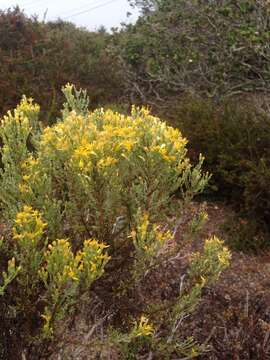 Image of California goldenbush