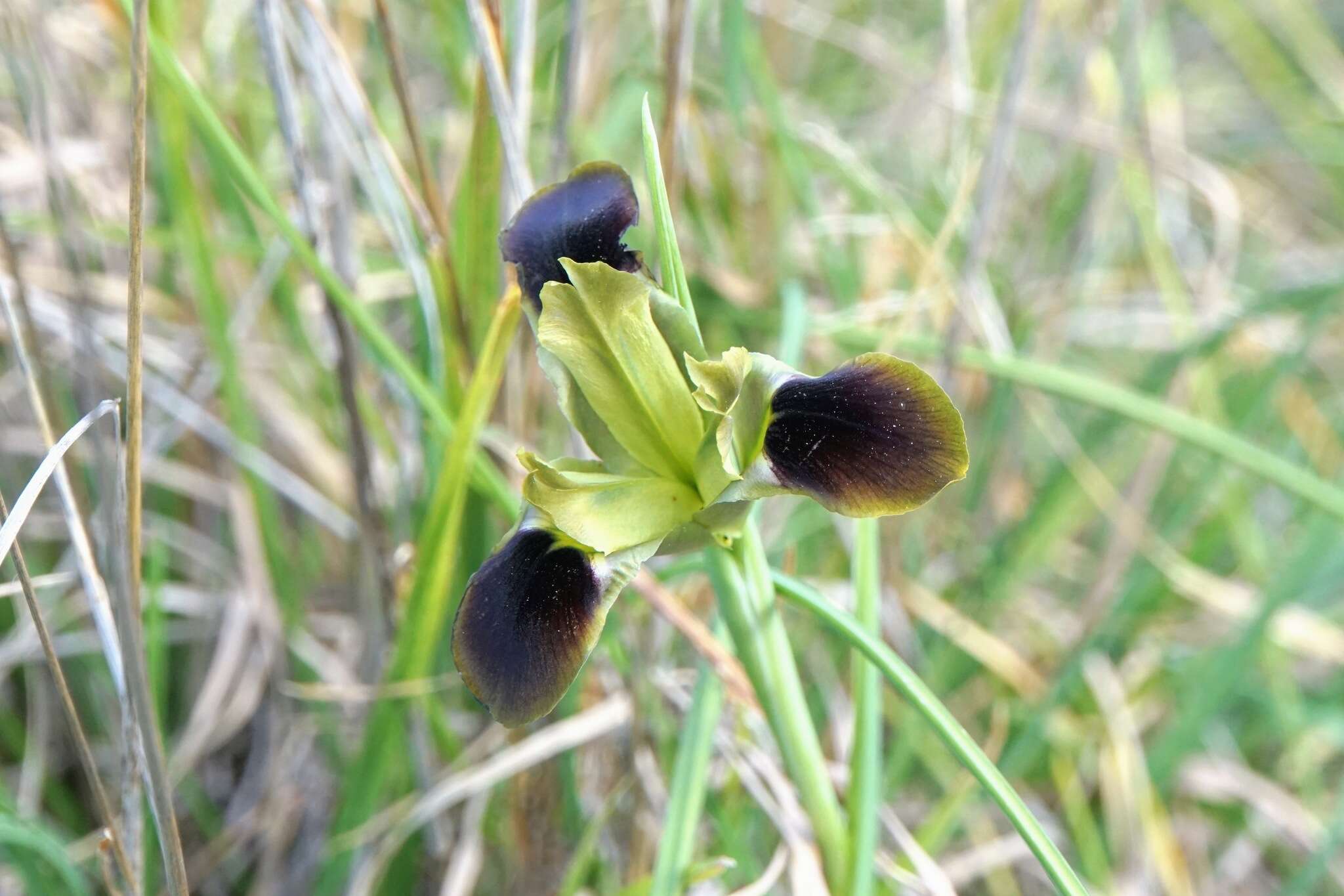 Image of Iris tuberosa L.