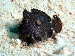 Image of Randall&#39;s frogfish