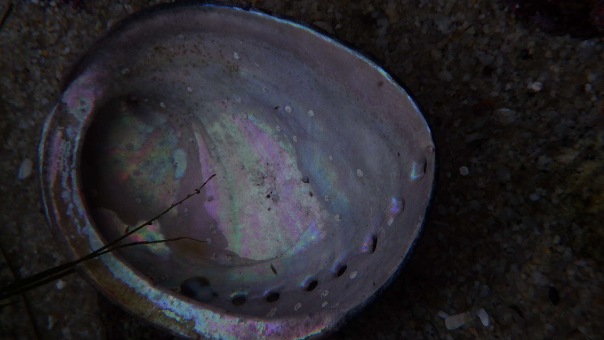 Image of Black Abalone