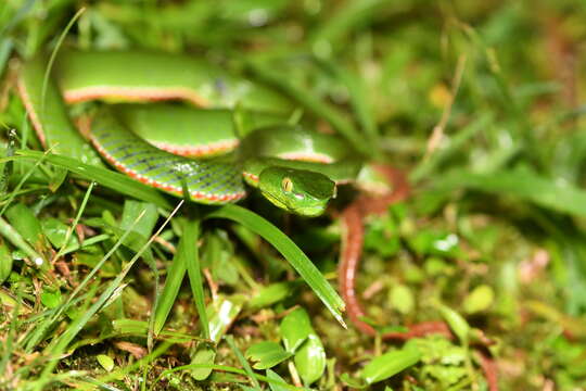 Image of Trimeresurus sabahi Regenass & Kramer 1981