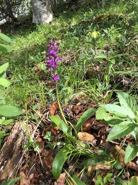 Image of Orchis × loreziana subsp. kisslingii