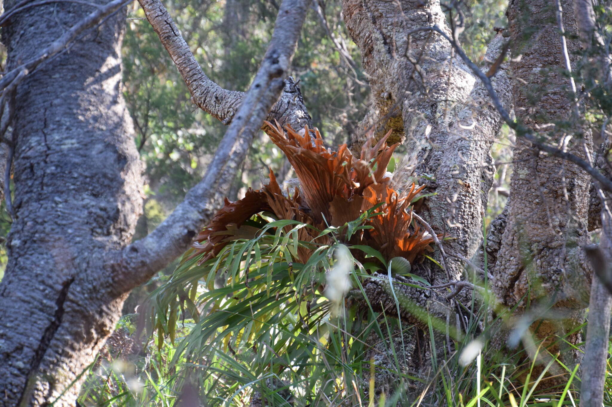 Image of elkhorn fern