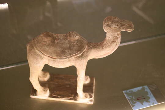 Image of Bactrian camel