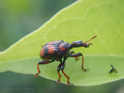 Image of Strigapoderus javanicus Legalov 2003