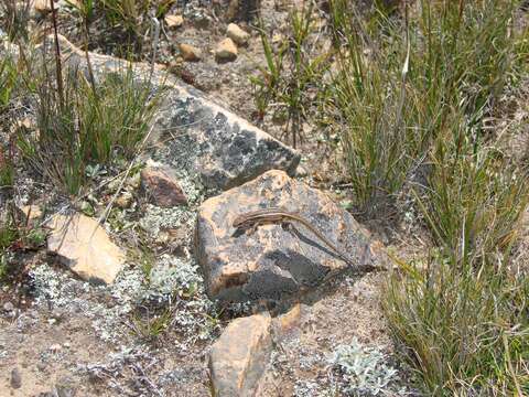 Image of Variegated Tree Iguana